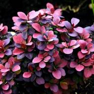 Саджанець Барбарис Тунберга Конкорд в контейнері