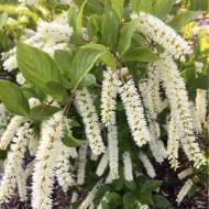 Саженец итеи Виргинская в контейнере