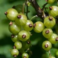 Саджанець Смородина Сльоза Ісіди в контейнері