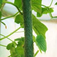 Огірок Китайський холодостійкий за 0,5 г