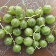 Саженец Смородина Изумрудное ожерелье (зеленоплодная) в контейнере