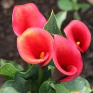 Кала Red Majesty