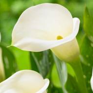 Калла Crystal Clear