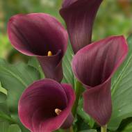 Кала Captain Promise (14+)