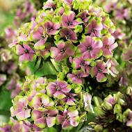 Флокс Sherbet Blend