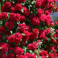 Троянда плетиста Фламентанз