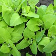 Лобода салатная за 10 сем.