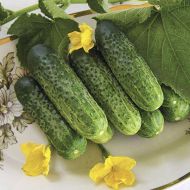 Огірок Надія F1