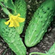 Огірок Нейліна за 10 нас.