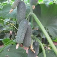 Огірок Немо F1 аналог Ленара А1 за 10 нас.