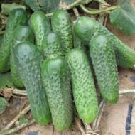 Огірок Платина за 10 нас.