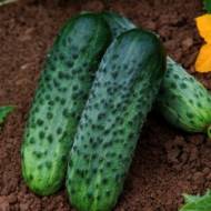 Огірок Сім гномів