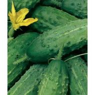 Огірок Аіст за 1 г