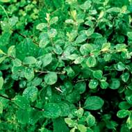 Саджанець Жимолость Капріфоль Hyl. Claveys Dwarf в контейнері