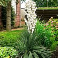 Саджанець Юка в контейнері