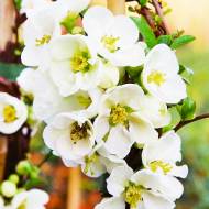 Саджанець Хеномелес Nivalis в контейнері