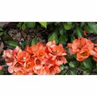 Саджанець Хеномелес Orange Star в контейнері