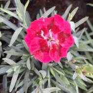 Саджанець Гвоздика Velvet в контейнері