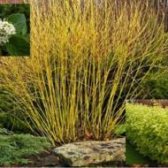 Саджанець Дерен Flawiramea в контейнері