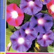 Лианы в саду (укр.мовою)