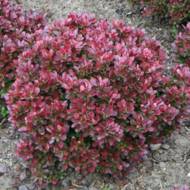 Барбарис Тунберга Atropurpurea nana в контейнері