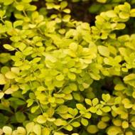 Саджанець Барбарис Тунберга Aurea в контейнері