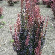 Саджанець Барбарис Тунберга Red Rocket в контейнері