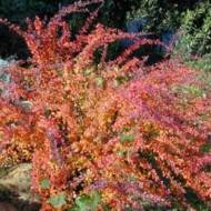 Саджанець Барбарис Тунберга Red King в контейнері