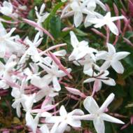 Саджанець Жасмин лікарський в контейнері