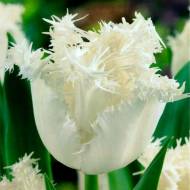 Тюльпан бахромчатый Swan Wings