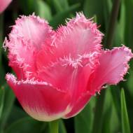 Тюльпан бахромчатый Fancy Frills
