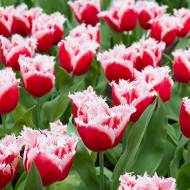 Тюльпан бахромчастий Canasta
