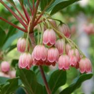 Саджанець Енкіантус дзвіночковий Pagode в контейнері