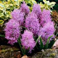 Мускарі Comosum Plumosum