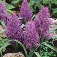 Мускари Comosum Plumosum