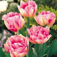 Тюльпан многоцветковый Peach Blossom