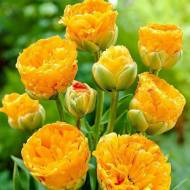 Тюльпан многоцветковый Double Beauty of Apeldoorn