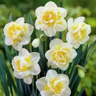 Нарцисс Unique