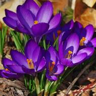 Крокус ботанічний Ruby Giant