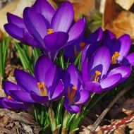 Крокус ботанический Ruby Giant