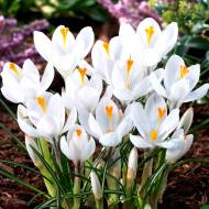 Крокус великоквітковий Jeanne d'Arc