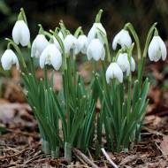Подснежник белый