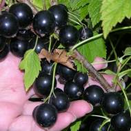 Саженец смородина Добрыня