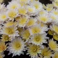 Саджанець Хризантема мультифлора біло-бежева в контейнері