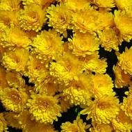 Саженец хризантемы мультифлора желтой в контейнере