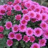 Саженец хризантемы мультифлора розовой в контейнере