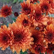 Саженец хризантемы мультифлора оранжевой в контейнере