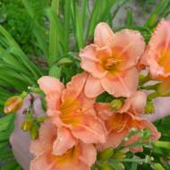 Лілійник Beautiful jealous eyes