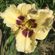 Лилейник Blueberry Candy