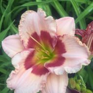 Лілійник Wineberry Candy